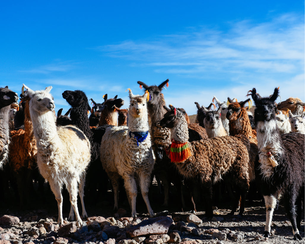 Why the Llama?
