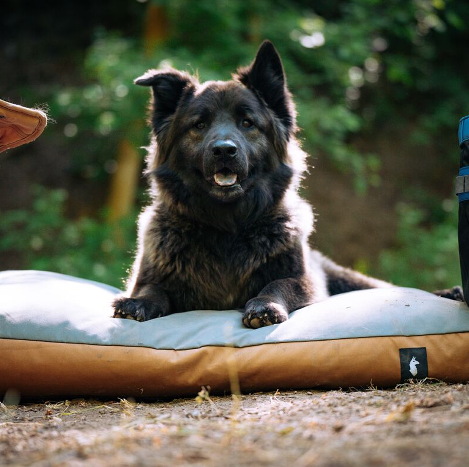 Del Día Dog Bed - Image 8